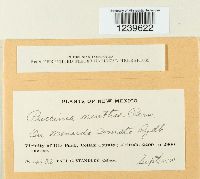 Puccinia menthae image