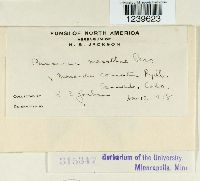 Puccinia menthae image