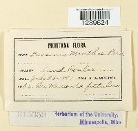 Puccinia menthae image