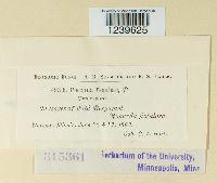 Puccinia menthae image