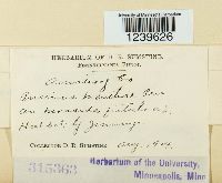 Puccinia menthae image