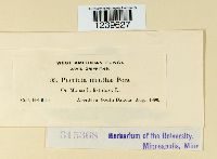 Puccinia menthae image