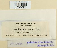 Puccinia menthae image