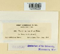 Puccinia menthae image