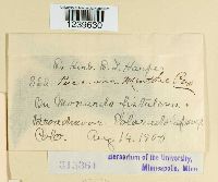 Puccinia menthae image