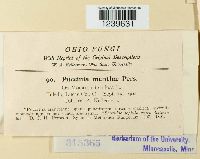 Puccinia menthae image