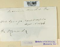 Puccinia menthae image