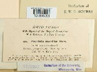 Puccinia menthae image