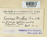 Puccinia menthae image