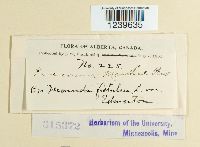 Puccinia menthae image