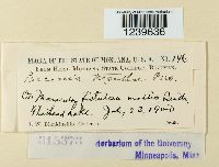 Puccinia menthae image