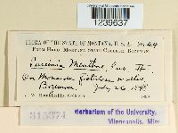 Puccinia menthae image