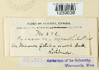 Puccinia menthae image