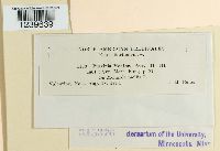 Puccinia menthae image