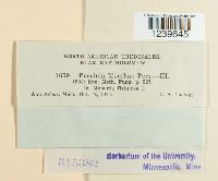 Puccinia menthae image