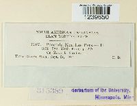 Puccinia menthae image