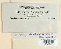Puccinia menthae image