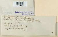 Puccinia menthae image