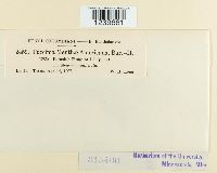 Puccinia menthae image