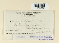 Puccinia menthae image