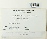 Puccinia mesomajalis image