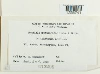 Puccinia mesomajalis image