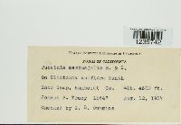 Puccinia mesomajalis image