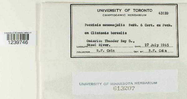 Puccinia mesomajalis image