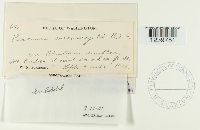 Puccinia mesomajalis image