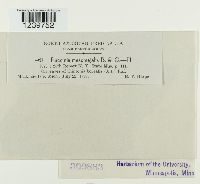 Puccinia mesomajalis image