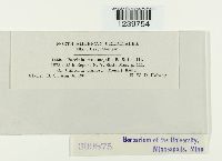 Puccinia mesomajalis image