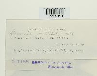 Puccinia cnici-oleracei image