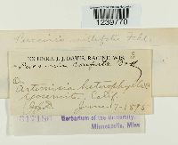 Puccinia cnici-oleracei image