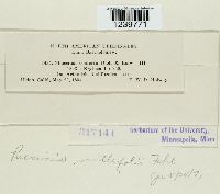 Puccinia cnici-oleracei image