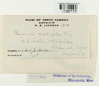 Puccinia cnici-oleracei image