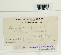 Puccinia cnici-oleracei image