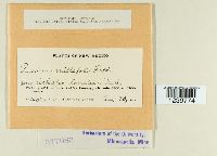 Puccinia cnici-oleracei image