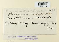 Puccinia cnici-oleracei image