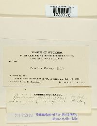 Puccinia cnici-oleracei image