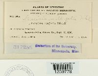 Puccinia cnici-oleracei image