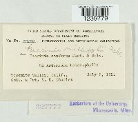 Puccinia cnici-oleracei image