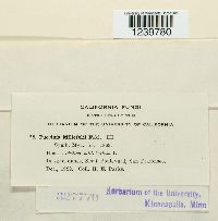 Puccinia cnici-oleracei image