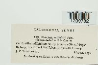 Puccinia cnici-oleracei image