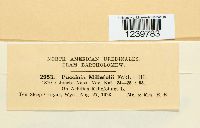 Puccinia cnici-oleracei image