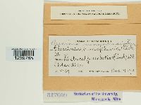 Puccinia minussensis image