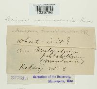 Puccinia minussensis image