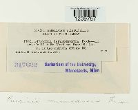 Puccinia minussensis image