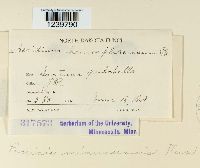 Puccinia minussensis image