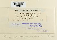 Puccinia minussensis image