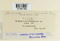 Puccinia minussensis image